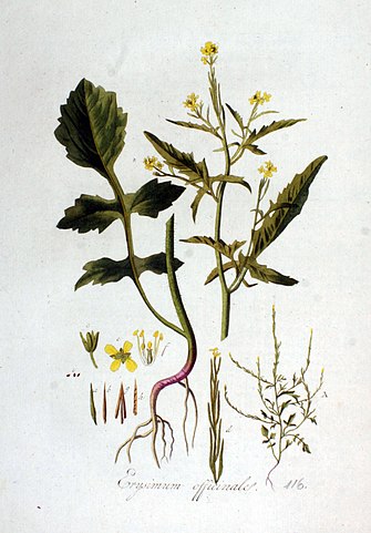 Sisymbrium officinale